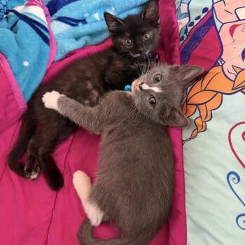 Ben (The Descendants) -  Domestic Short Hair Cat for Adoption in Charlotte, North Carolina - Ben (The Descendants) | PetCurious