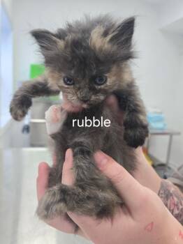 Rubble -  Domestic Short Hair Cat for Adoption in Cambridge, Maryland - Rubble | PetCurious