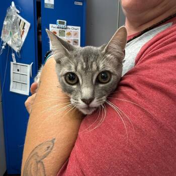 Domestic Short Hair Cats Available for Adoption in Port Richey, Florida - Bella | PetCurious