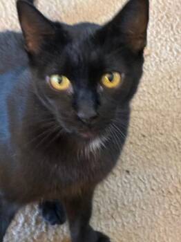 Pepper -  Domestic Short Hair Cat for Adoption in Pasco, Washington - Pepper | PetCurious
