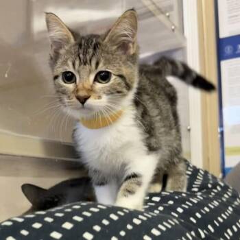 Kylie Cosmetics -  Domestic Short Hair Cat for Adoption in Buffalo, Minnesota - Kylie Cosmetics | PetCurious