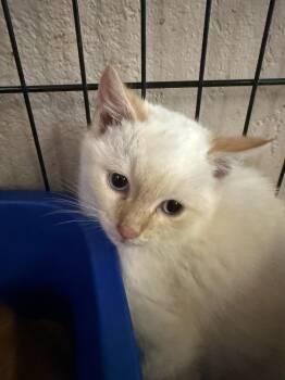 Domestic Short Hair Cats Available for Adoption in Jurupa Valley, California - Hyatt  | PetCurious