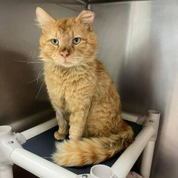 Reuben -  Domestic Medium Hair Cat for Adoption in Candler, North Carolina - Reuben | PetCurious