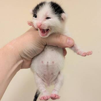 Pookums -  Domestic Short Hair Cat for Adoption in Chicago, Illinois - Pookums | PetCurious
