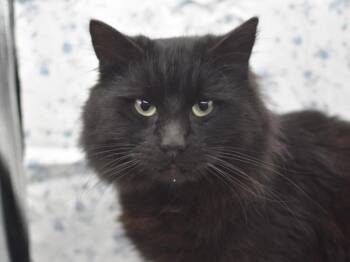 Domestic Long Hair Cats Available for Adoption - Pot O