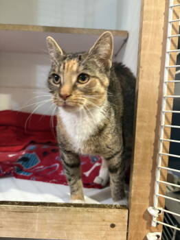 Rescue Domestic Short Hair Cats for Adoption in Yardley, Pennsylvania - Darby | PetCurious