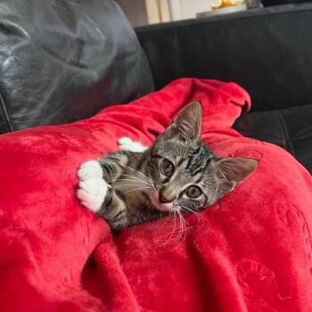 Jelly Bean -  Domestic Short Hair Cat for Adoption in Houston, Texas - Jelly Bean | PetCurious