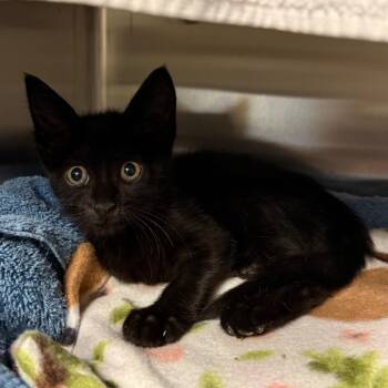 Cynder -  Domestic Short Hair Cat for Adoption in Council Bluffs, Iowa - Cynder | PetCurious