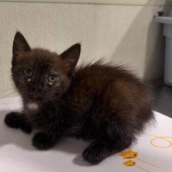 Jaylyn -  Domestic Medium Hair Cat for Adoption in Clearwater, Florida - Jaylyn | PetCurious