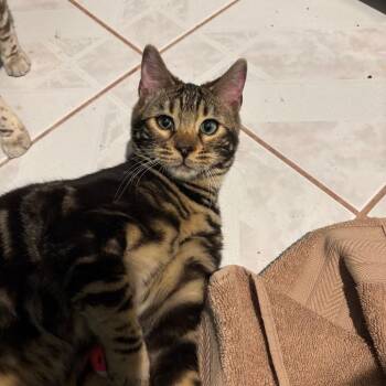 Domestic Short Hair Cats Available for Adoption - Mocha | PetCurious