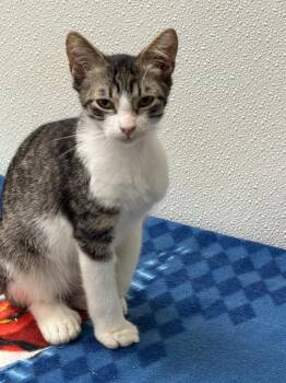 Leo -  Domestic Short Hair Cat for Adoption in Ogdensburg, New York - Leo | PetCurious