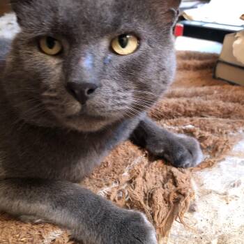 Rescue Domestic Short Hair Cats for Adoption in Gardiner, New York - Big Cuddles, The Head- Butting Lap-cat Who Needs To Be With You! | PetCurious