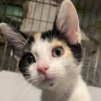 Groovie Ghoulie -  Calico Cat for Adoption in Maple Shade, New Jersey - Groovie Ghoulie | PetCurious