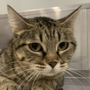 Rescue Domestic Short Hair Cats for Adoption in Washburn, Missouri - Prada M. | PetCurious