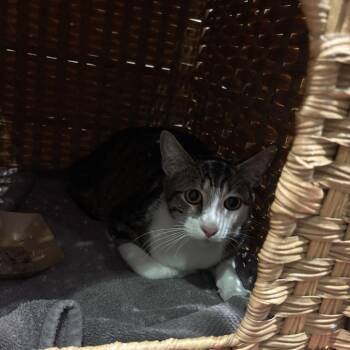 Domestic Short Hair Cats Available for Adoption - Game Changer | PetCurious