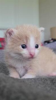 Domestic Short Hair Cats Available for Adoption in Fayetteville, Arkansas - Sam | PetCurious