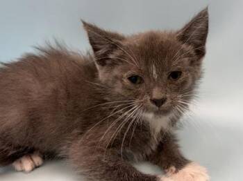 Natasha -  Domestic Short Hair Cat for Adoption in Woodbury, Minnesota - Natasha | PetCurious