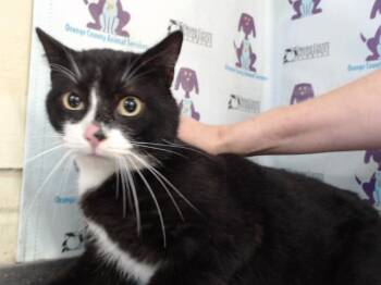 Domestic Short Hair Cats Available for Adoption - A589953 | PetCurious