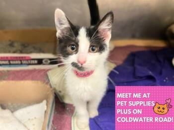 ZESTO -  Domestic Short Hair Cat for Adoption in Fort Wayne, Indiana - ZESTO | PetCurious