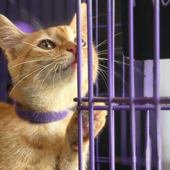 Rescue Domestic Short Hair Cats for Adoption in Saugerties, New York - Marcella | PetCurious