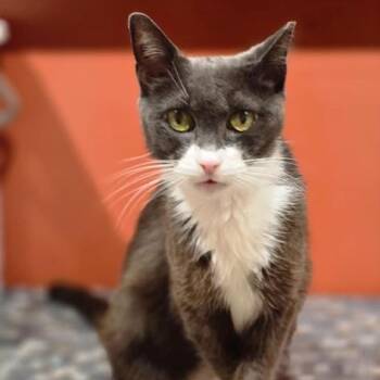Bigotes -  Domestic Short Hair Cat for Adoption in Weehawken Township, New Jersey - Bigotes | PetCurious