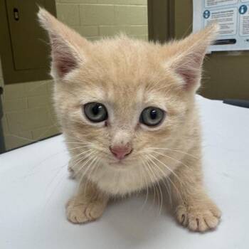 Vermithor (grey collar) -  Domestic Short Hair Cat for Adoption in Winston-salem, North Carolina - Vermithor (grey Collar) | PetCurious
