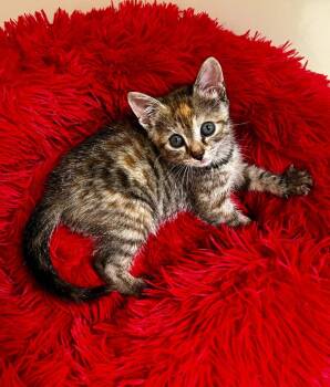 Domestic Short Hair Cats Available for Adoption in Clinton, South Carolina - Althea | PetCurious