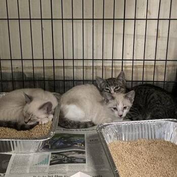 Dani Cali -  Domestic Short Hair Cat for Adoption in Hawthorne, California - Dani Cali | PetCurious