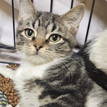 Domestic Short Hair Cats Available for Adoption - Asha | PetCurious