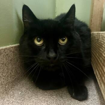 Rescue Domestic Short Hair Cats for Adoption in East Montpelier, Vermont - Finley | PetCurious