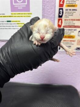 61275384 -  Domestic Short Hair Cat for Adoption in El Paso, Texas - 61275384 | PetCurious