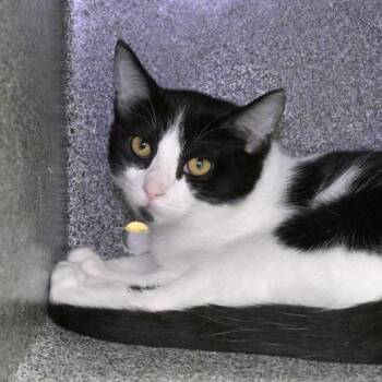 Holly -  Domestic Medium Hair Cat for Adoption in Austin, Texas - Holly | PetCurious
