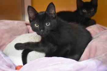 Penelope -  Domestic Short Hair Cat for Adoption in Kansas City, Missouri - Penelope | PetCurious