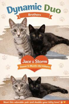 Domestic Short Hair Cats Available for Adoption - Storm (FCID# 03/24/2026 - 94 Brookhaven PS) C | PetCurious