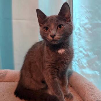 Strudel -  Domestic Short Hair Cat for Adoption in Woodbury, New Jersey - Strudel | PetCurious