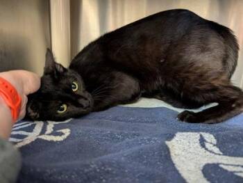 Domestic Short Hair Cats Available for Adoption in Westland, Michigan - Sofa | PetCurious