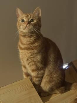 Rescue Domestic Short Hair Cats for Adoption in Mount Laurel Township, New Jersey - Myth | PetCurious