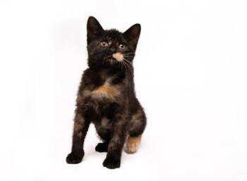 Domestic Short Hair Cats Available for Adoption in Fort Worth, Texas - Kagu | PetCurious