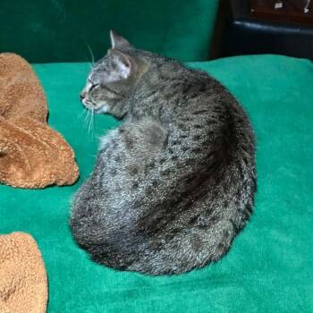 Aurora -  Domestic Short Hair Cat for Adoption in Dekalb, Illinois - Aurora | PetCurious