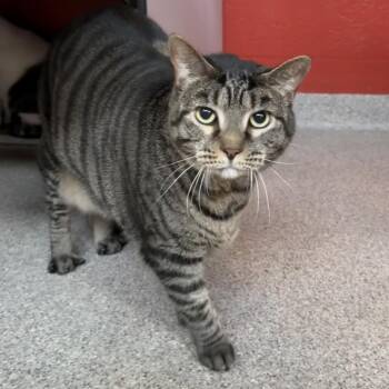 Honey -  Domestic Short Hair Cat for Adoption in Sarasota, Florida - Honey | PetCurious
