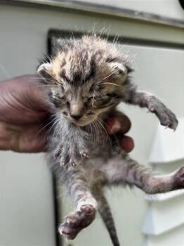 Domestic Short Hair Cats Available for Adoption in Houston, Texas - A654564 | PetCurious