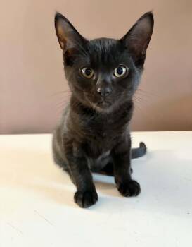 Spooky -  Domestic Short Hair Cat for Adoption in Winnipeg, Manitoba - Spooky | PetCurious