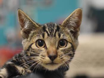 Mozzarella -  Domestic Short Hair Cat for Adoption in Portland, Oregon - Mozzarella | PetCurious