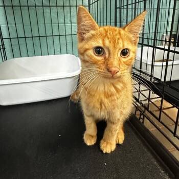 Human Torch -  Domestic Short Hair Cat for Adoption in Gadsden, Alabama - Human Torch | PetCurious