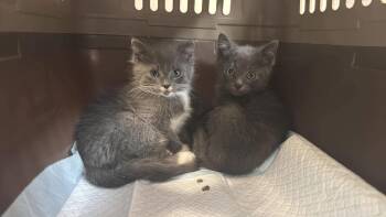 Goose (26-155 C) -  Domestic Short Hair Cat for Adoption in Lansing, Michigan - Goose (26-155 C) | PetCurious