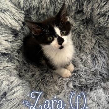 Zara -  Domestic Short Hair Cat Available for Adoption in NEW PT RICHEY, Florida - Zara | PetCurious