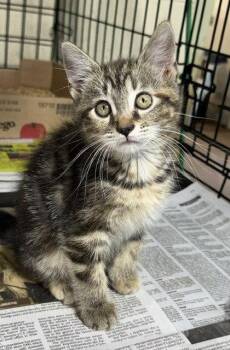 Nadja -  Domestic Medium Hair Cat for Adoption in Apollo, Pennsylvania - Nadja | PetCurious