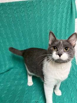 Domestic Short Hair Cats Available for Adoption in Waterloo, Iowa - Vlad | PetCurious