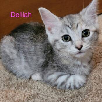Delilah -  Domestic Short Hair Cat for Adoption in Carmel, Indiana - Delilah | PetCurious