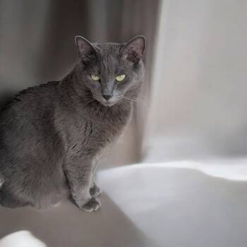 Rescue Russian Blue and Domestic Short Hair Cats for Adoption in Chuckey, Tennessee - Shake SC | PetCurious